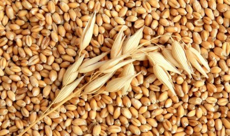 Пивоварний ячмінь 100 тонн - фото № 1