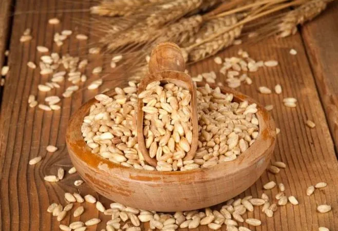 Ячмінь пивоварний - фото № 1