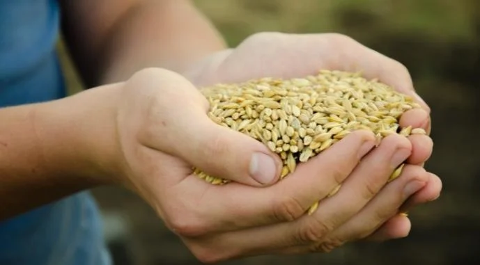 Пивоварний ячмінь на продаж - фото № 1