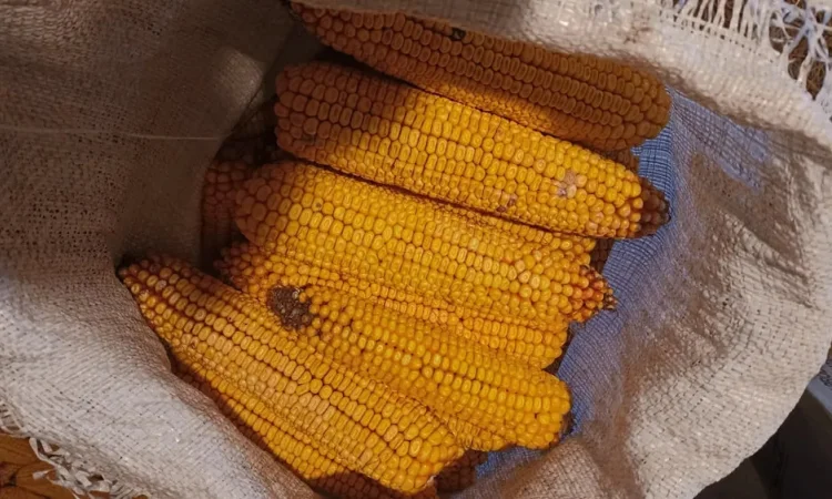 Кукурудза в качанах на продаж - фото № 1