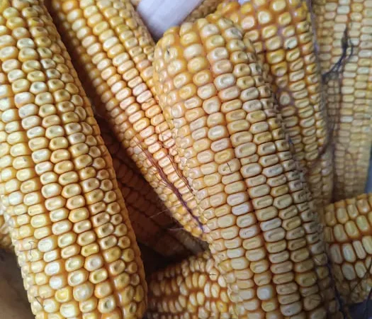 Продажа кукурузы домашней в Виннице - фото № 1