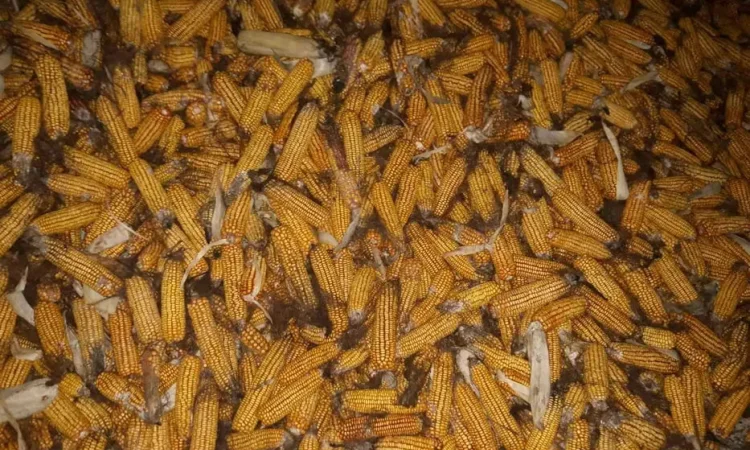 Продажа кукурузы в качанах 2025 года - фото № 1
