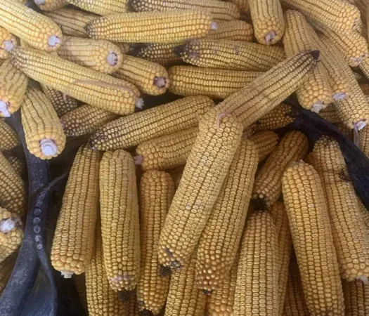 Продажа кукурузы в качанах - фото № 1