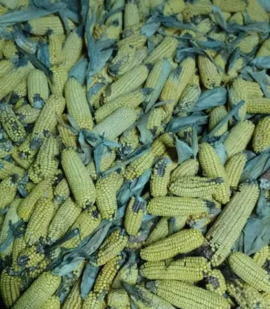 Продаж кукурудзи в качанах та зерна - фото № 1