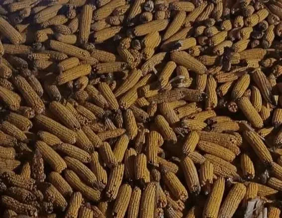 Кукурудза сорту Данііл у качанах на продаж - фото № 1