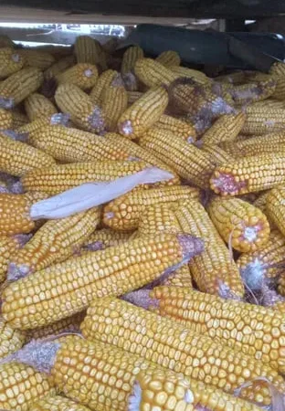 Кукурудза в качанах 2025 року - фото № 1