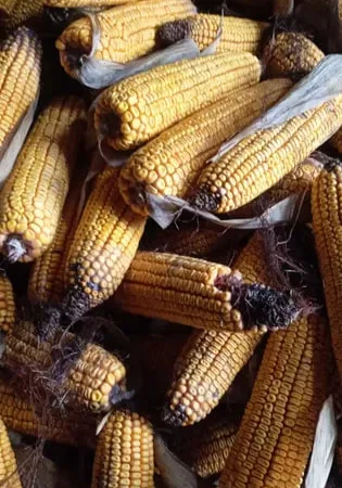 Кукуруза в качанах на продажу - фото № 1