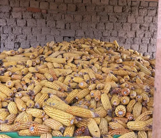 Продаю свіжозібрані качани кукурудзи 2025 - фото № 1