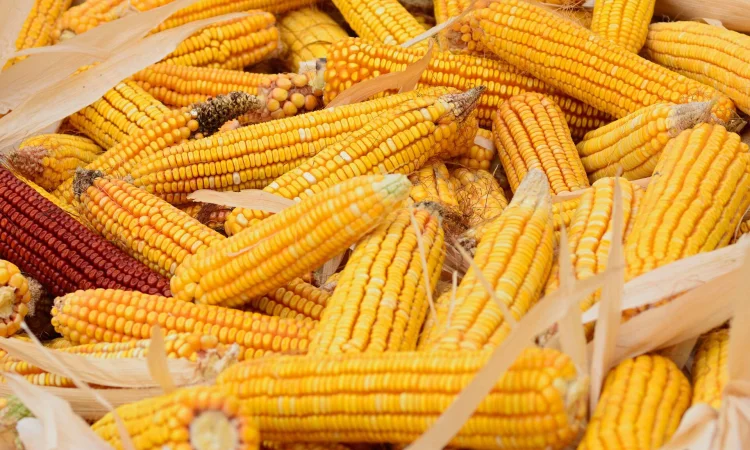 Покупка мертвых отходов кукурузы с самовывозом - фото № 1