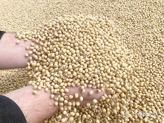 Закупка половинок сої та відходів кукурудзи - фото № 1