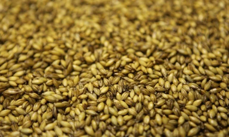 Продам фуражну пшеницю - фото № 1