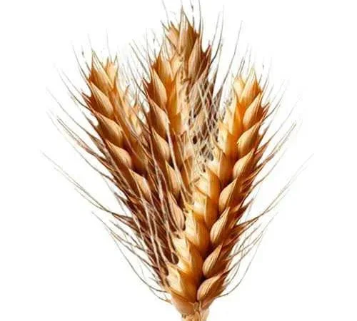 Пшениця та ячмінь (фураж) 2025 року врожаю. - фото № 1