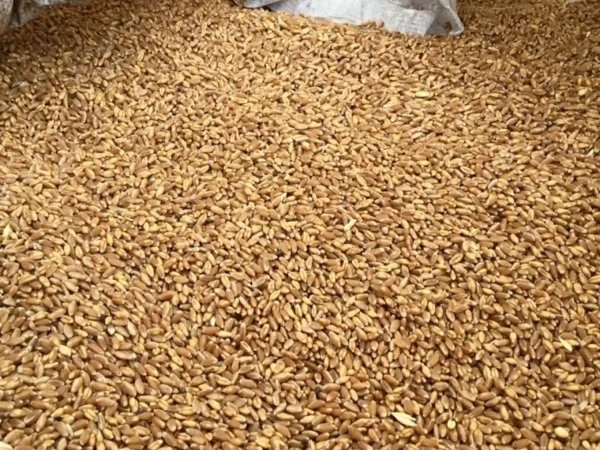 Продам фуражну пшеницю - фото № 1