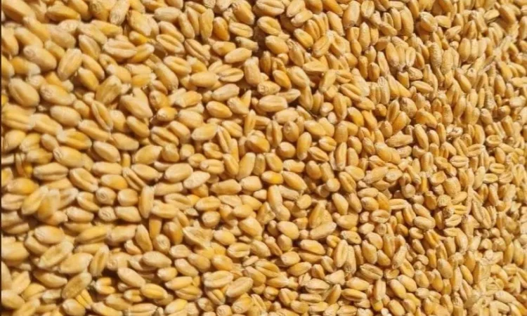 Продам пшеницю фуражну . - фото № 1