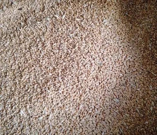 Продам пшеницю . - фото № 1