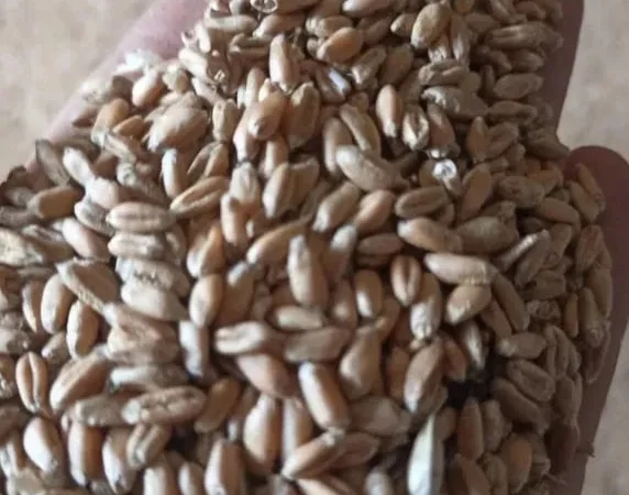 Продам пшеницу не дорого - фото № 1