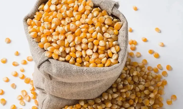 Продам фуражне зерно кукурудзи та пшениці - фото № 1