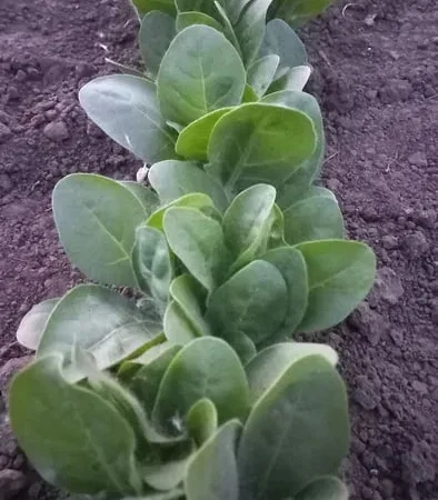 Розсада табака кріпкого - фото № 1