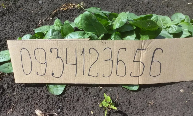 Розсада табака кріпкого - фото № 2