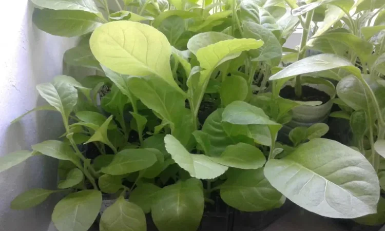 Рассада табака (Вирджиния, Дюбек, Американ) - фото № 1