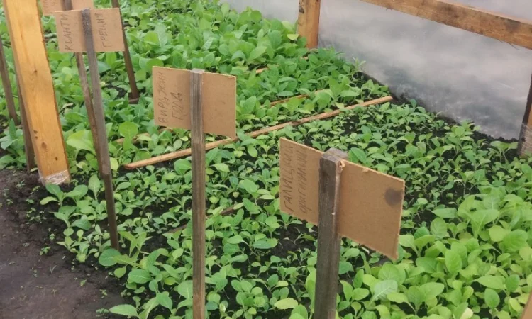 Продам рассаду табака - фото № 1