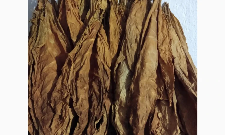 Продам листя тютюну, Тернопільська обл. - фото № 1