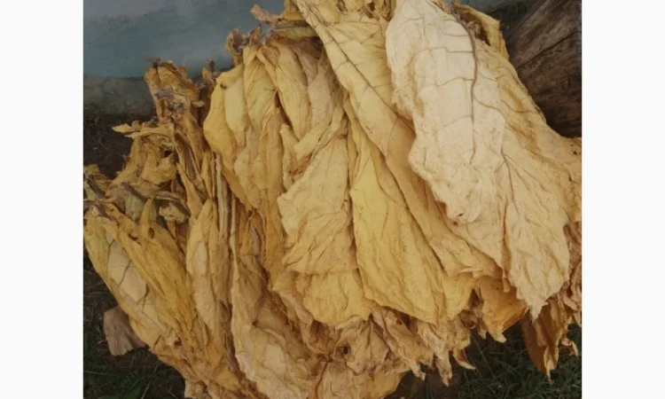 Продам лист тютюну, Хмельницька обл. - фото № 1