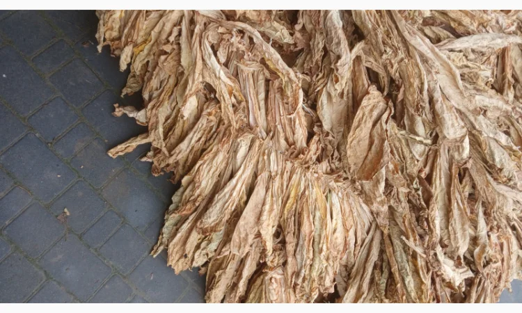 Продам лист тютюну, Тернопільська обл - фото № 1