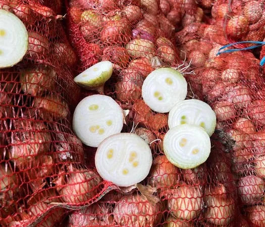 Лук сорта Штутгарт для зелёного пера - фото № 1