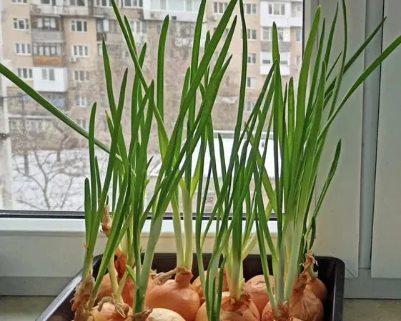 Свіжий лук перо, зелена цибуля на продаж - фото № 1