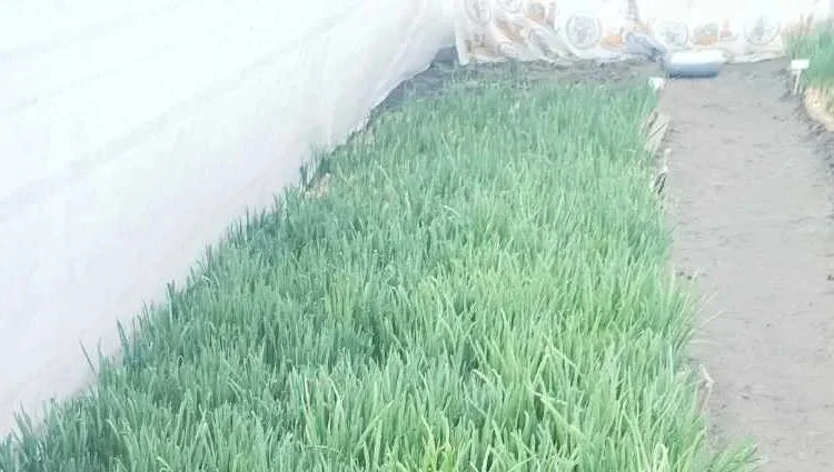 Куплю зелений лук (перо) - фото № 1