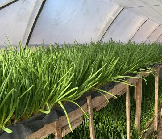 Зелений лук перо високої якості - фото № 1