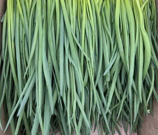 Зелена Цибуля на перо для продажу - фото № 1