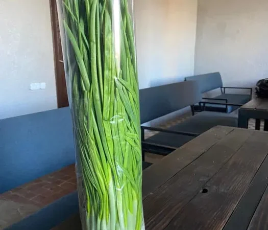 Зелена цибуля перо на продаж - фото № 1