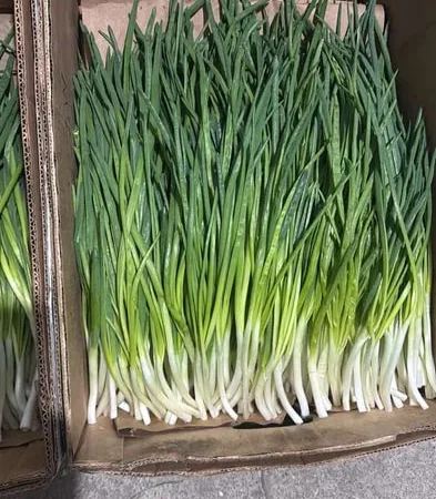 Зеленая цибуля на продажу - фото № 1