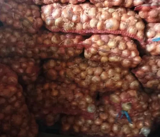 Продажа цибулі сорту Штутгарт на перо - фото № 1