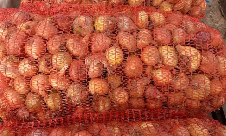 Продаю цибулю Штутгарт на перо - фото № 1