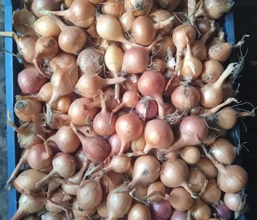 Цибуля на перо от домашнего производителя - фото № 1