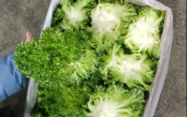 Продаж свіжого салату Фріліс - фото № 1