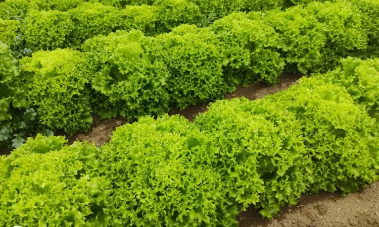 Свежая зелень под заказ - фото № 1