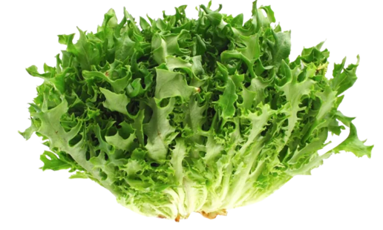 Салат Фризе (1 кг) на продаж - фото № 1