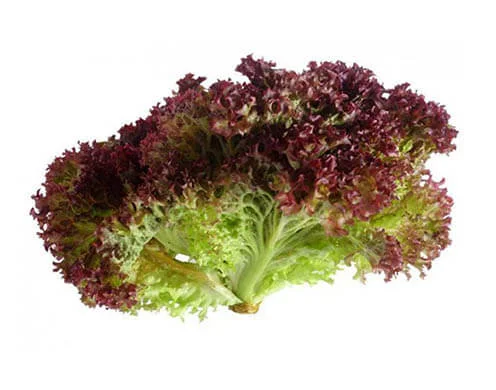 Салат Лолло-Росса 1 кг на продажу - фото № 1