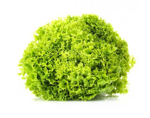 Продається салат Лолло Бионда (1 кг) - фото № 1