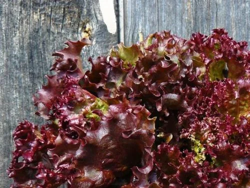 Свіжий салат червоний ЛОЛО РОССА - фото № 1