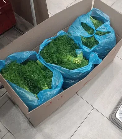 Зелень укроп и петрушка в продаже - фото № 1