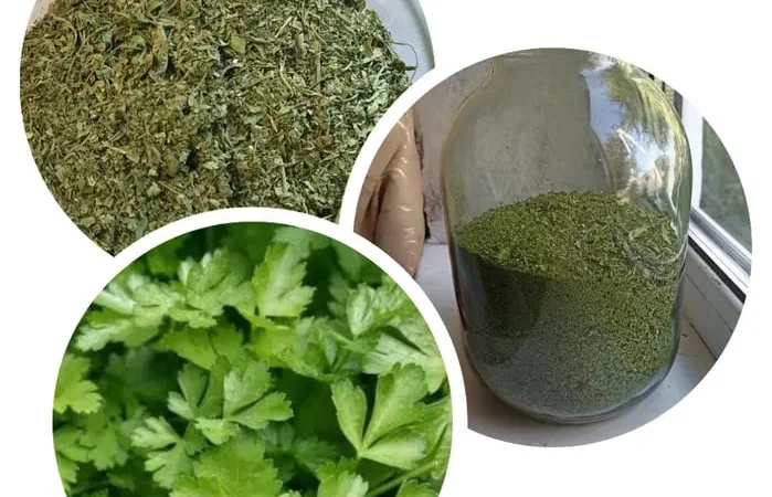 Сушений кріп і петрушка 2025 року - фото № 1