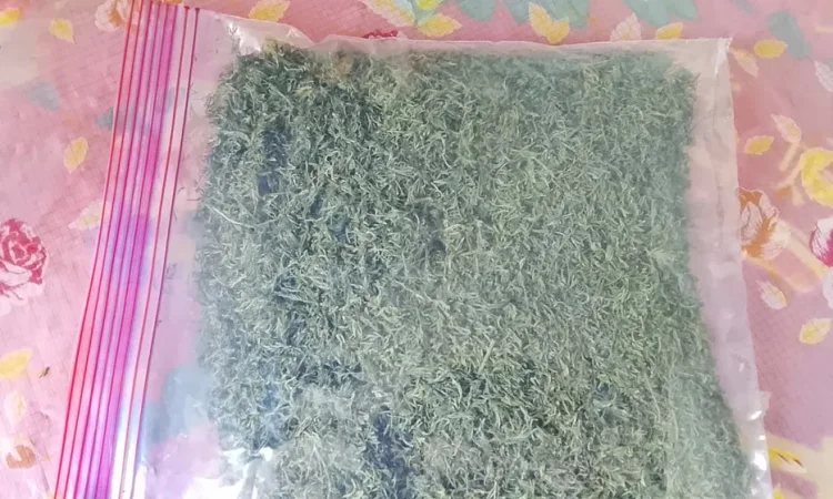 Сушений кріп, петрушка, цибуля домашні - фото № 1