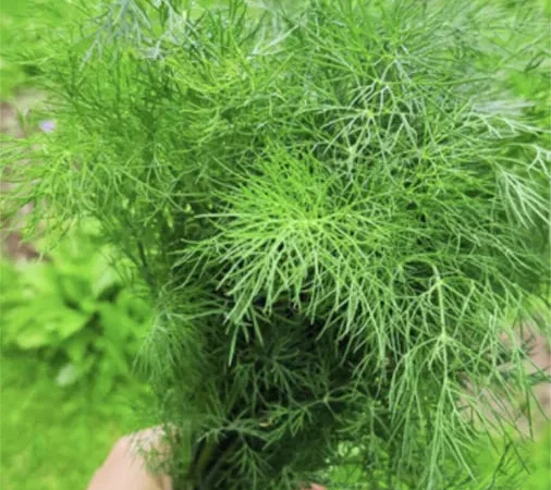 Продажа свежей зелени и салатов оптом - фото № 1