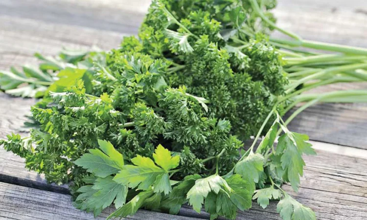 Свіжий кріп та петрушка з Узбекистану - фото № 1
