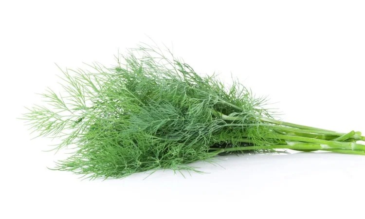 Свіжий укроп (100 г) для ваших страв - фото № 1